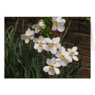 Poets's Narcissus (N. "Actea") OBS Kort