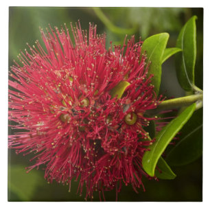Pohutukawa-blomma, Dunedin Kakelplatta