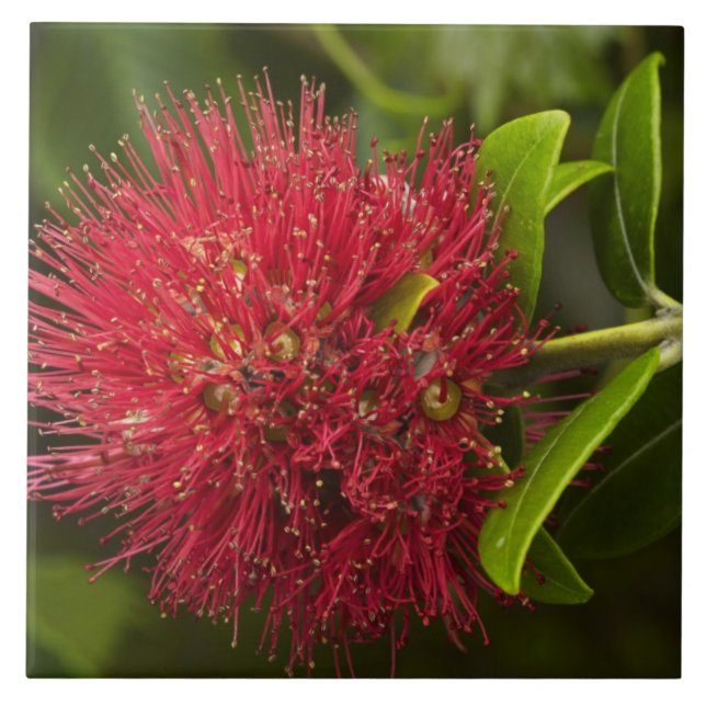 Pohutukawa-blomma, Dunedin Kakelplatta (Framsidan)