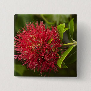 Pohutukawa blomma, Dunedin Knapp