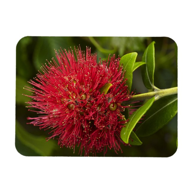 Pohutukawa blomma, Dunedin Magnet (Horisontell)