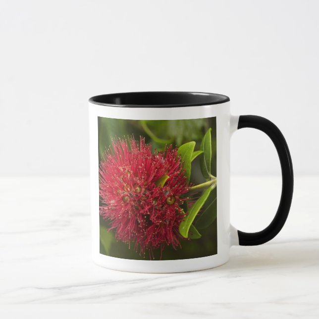 Pohutukawa blomma, Dunedin Mugg (Höger)