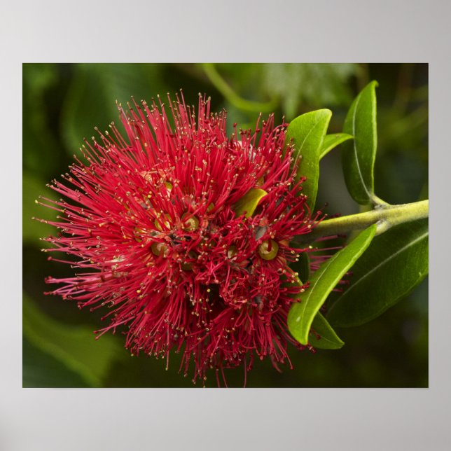 Pohutukawa-blomma, Dunedin Poster (Framsidan)