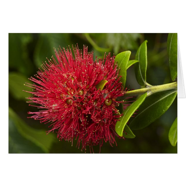 Pohutukawa Flower, Dunedin Hälsningskort (Framsidan Horizontal)