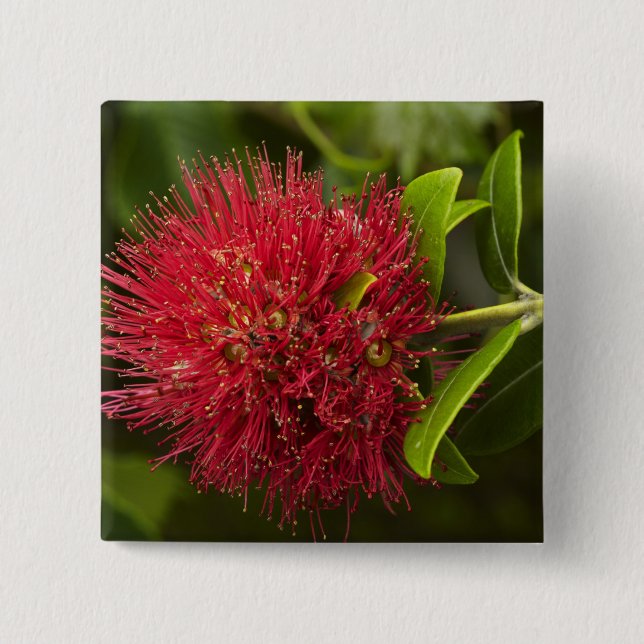 Pohutukawa Flower, Dunedin Knapp (Framsida)