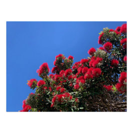 Pohutukawa Poster Perfect Poster