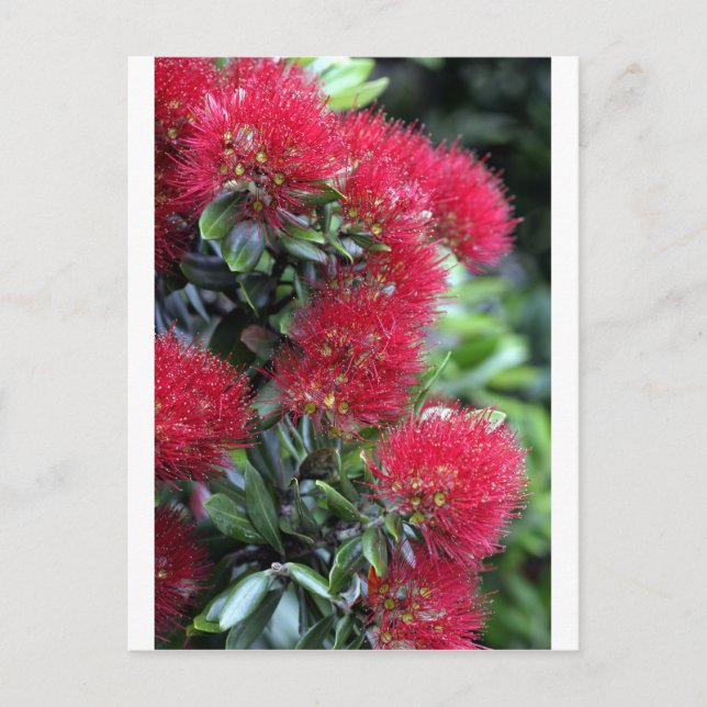 Pohutukawa träd blommar vykort (Framsida)