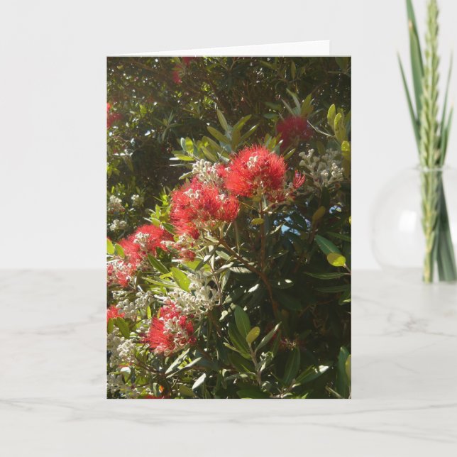 Pohutukawa träd helgkort (Framsida)