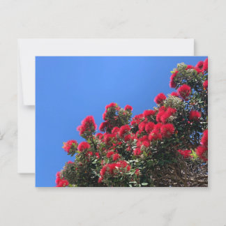 Pohutukawa vykort 1