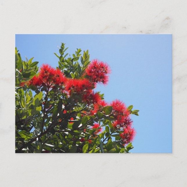 Pohutukawa vykort 2 (Framsida)