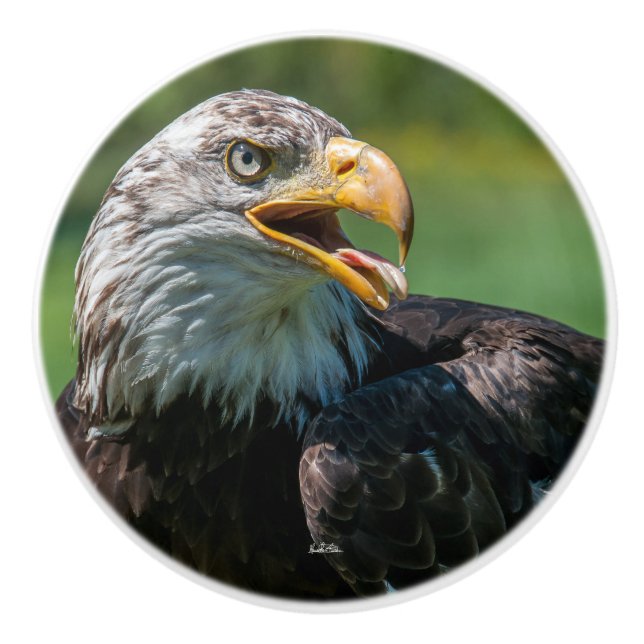 poignée de porte photo d'aigle knopp (Framsidan)