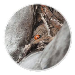 poignée de porte, photo d'une coccinelle knopp