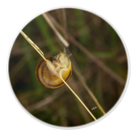 poignée de porte, photo insecte dans coquille knopp