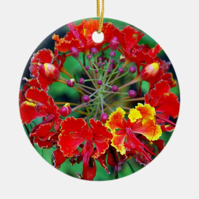 Poinciana (ohai-ali'i) Hawaiian Flower Ornament (Framsidan)