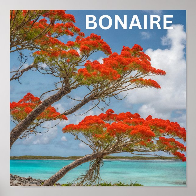 Poinciana-träd i Bonaire vackert Poster (Framsidan)