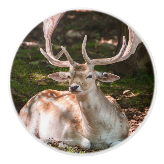 poinée de porte photo cerf sous les bois knopp (Framsidan)
