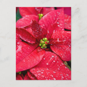 Poinsetta Closeup-vykort Vykort