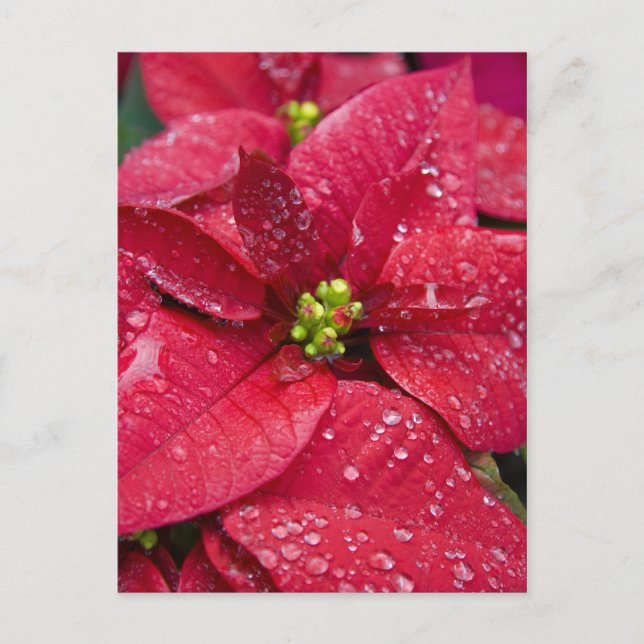 Poinsetta Closeup-vykort Vykort (Framsida)