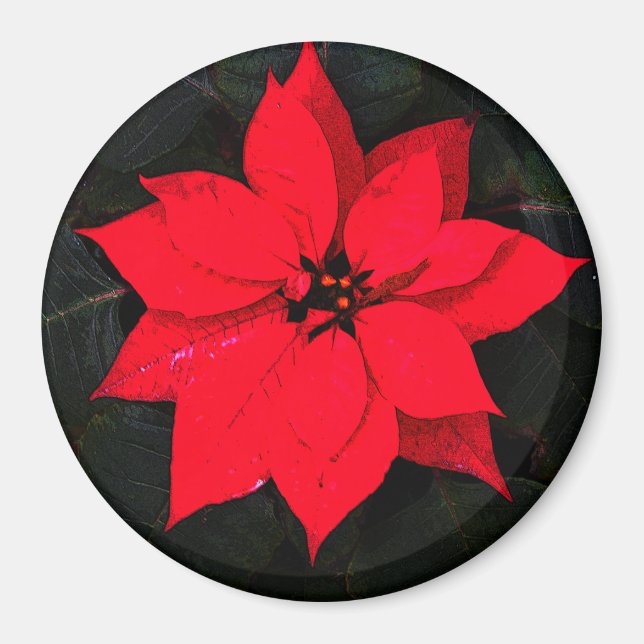 Poinsettia 6078 magnet (Framsidan)