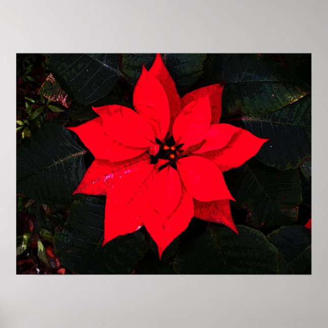 Poinsettia 6078 poster (Framsidan)