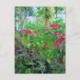 Poinsettia Backyard Postcard Vykort