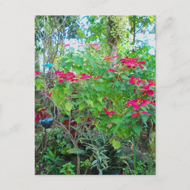 Poinsettia Backyard Postcard Vykort (Framsida)