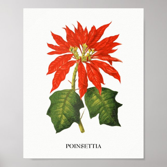 Poinsettia Botanical Print Poster (Framsidan)