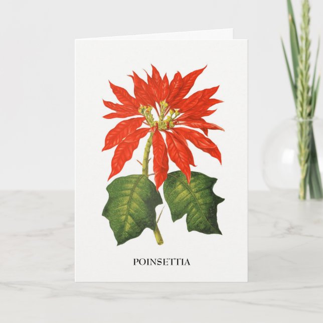 Poinsettia Botaniskt Tryck Helgkort (Framsida)