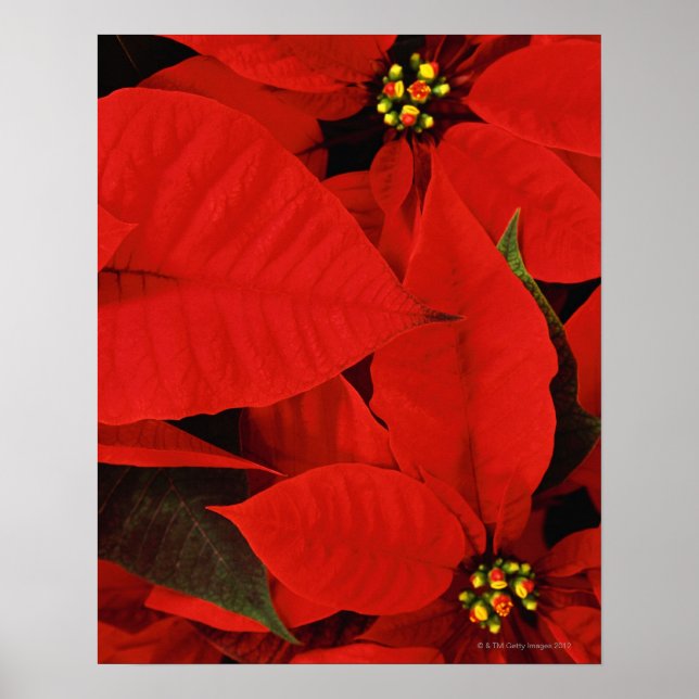 Poinsettia Close-Up Poster (Framsidan)