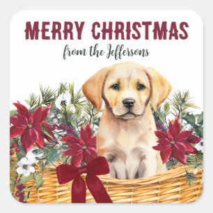 Poinsettia Gult Labrador Retriever Basket Fyrkantigt Klistermärke