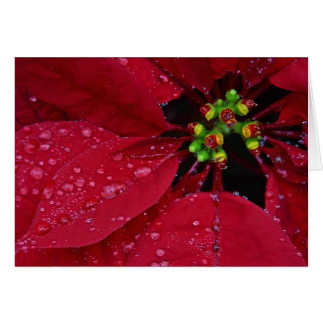 Poinsettia Hälsningskort (Framsidan Horizontal)