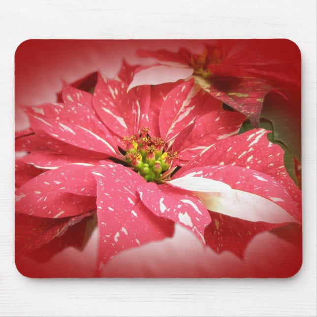 Poinsettia i Red and White Musmatta (Framsidan)