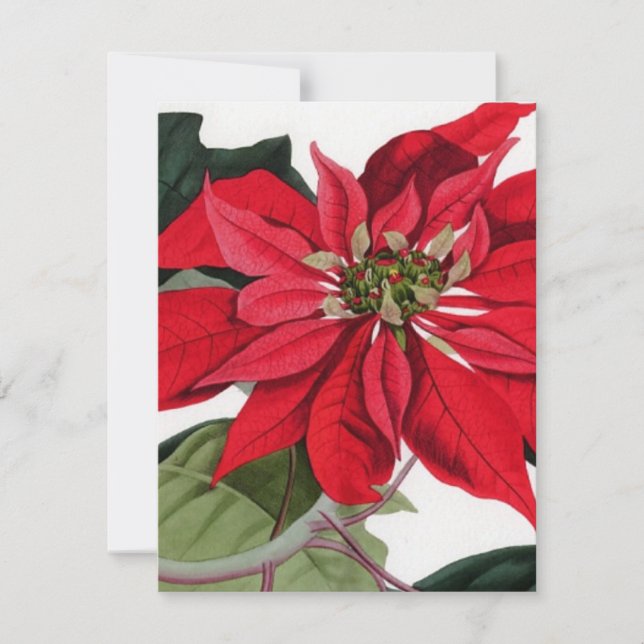 Poinsettia Inbjudningar (Framsida)