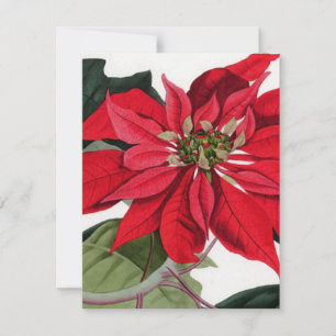Poinsettia Inbjudningar
