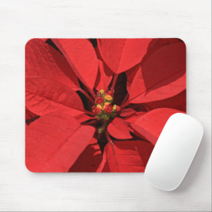 Poinsettia Julblomma Musmatta