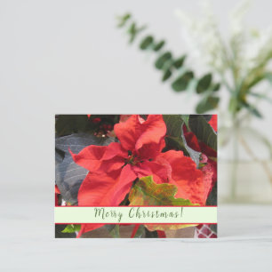 Poinsettia Julkort Helg Vykort