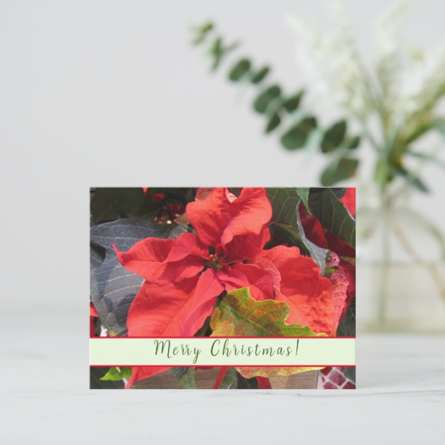 Poinsettia Julkort Helg Vykort (Stående Fram)
