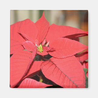 Poinsettia Magnet