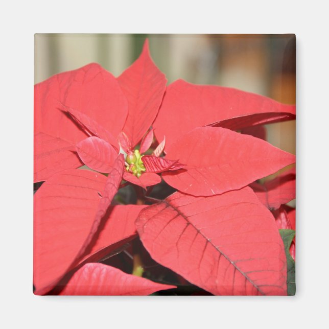 Poinsettia Magnet (Framsidan)