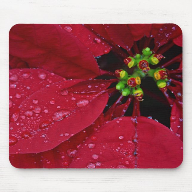 Poinsettia Musmatta (Framsidan)