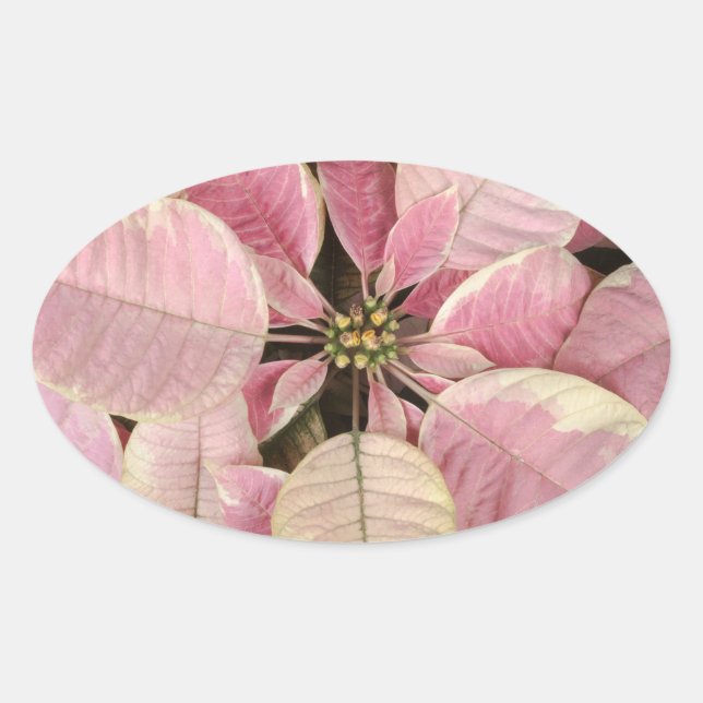 Poinsettia Oval Stickers Ovalt Klistermärke (Framsida)