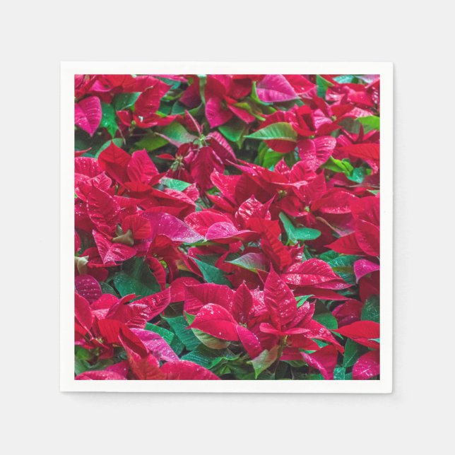 Poinsettia plantor view napkins pappersservett (Framsidan)