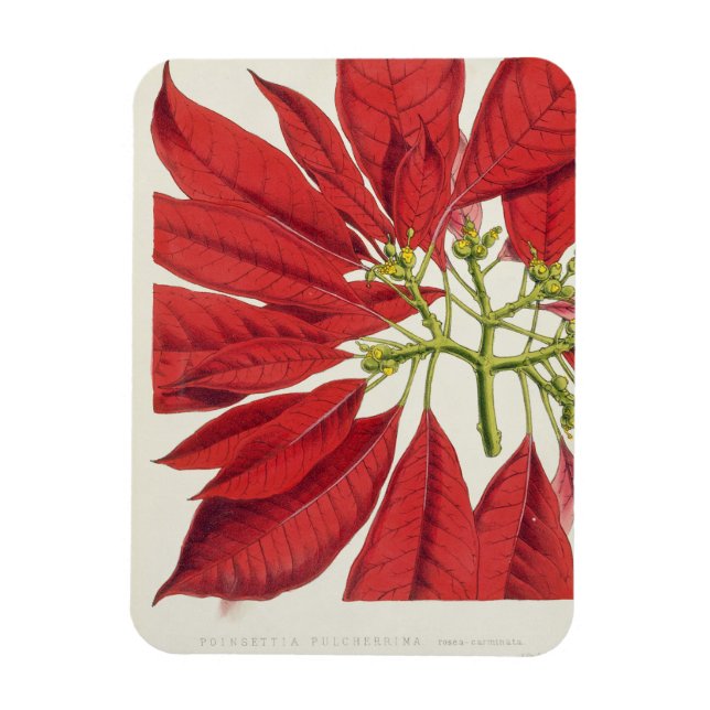 Poinsettia Pulcherrima (färg litho) Magnet (Vertikal)