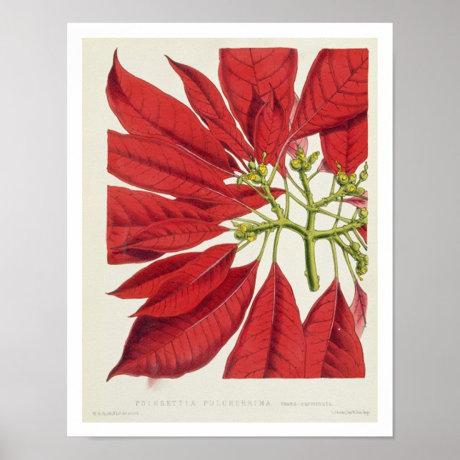 Poinsettia Pulcherrima (färg litho) Poster (Framsidan)