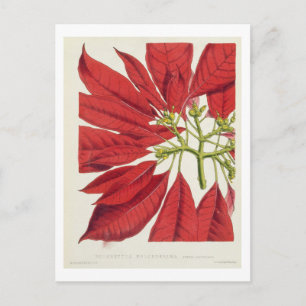 Poinsettia Pulcherrima (färg lito) Vykort