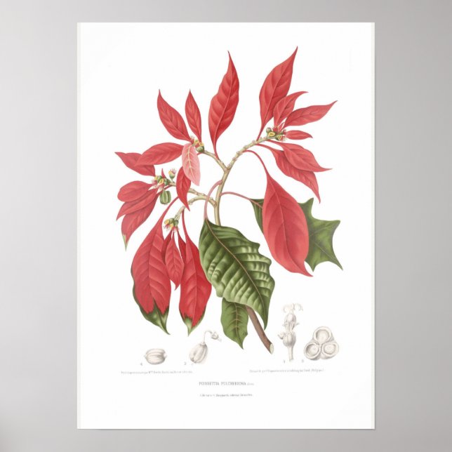 Poinsettia pulcherrima poster (Framsidan)