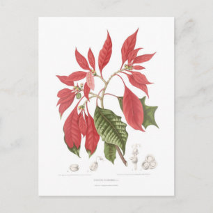 Poinsettia pulcherrima vykort