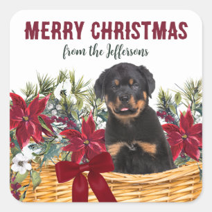 Poinsettia Rottweiler Hund jul Basket Fyrkantigt Klistermärke