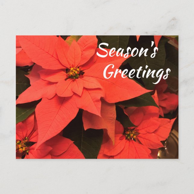 Poinsettia Season's Greetings Postcard Helg Vykort (Framsida)