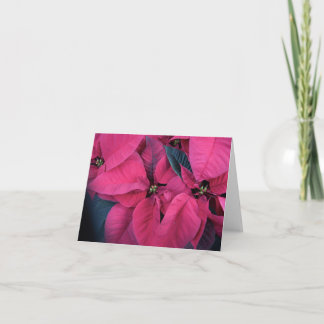 Poinsettia Tack Kort